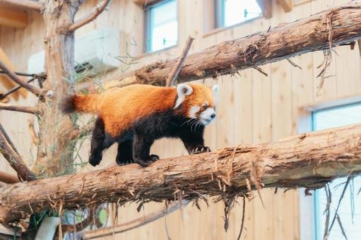 🦁 시즈오카 시립 니혼다이라 동물원 (니혼다이라 도부쓰엔) 이미지 6